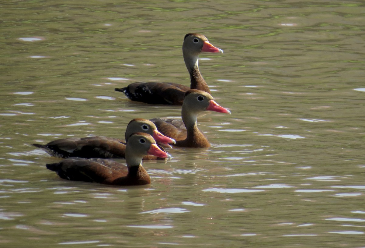 Black-bellied Whistling-Duck - ML624780962