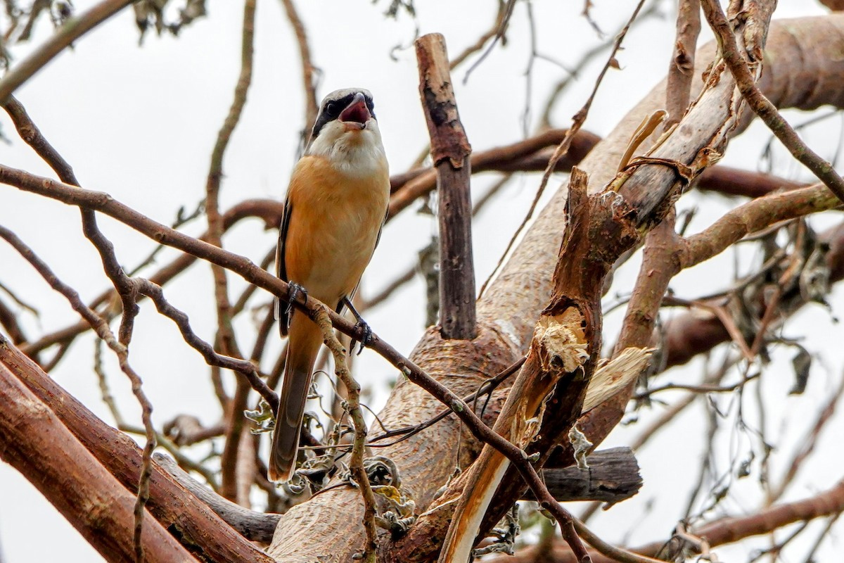 Long-tailed Shrike - Haofeng Shih