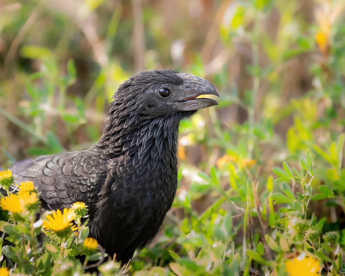 Groove-billed Ani - ML624781186