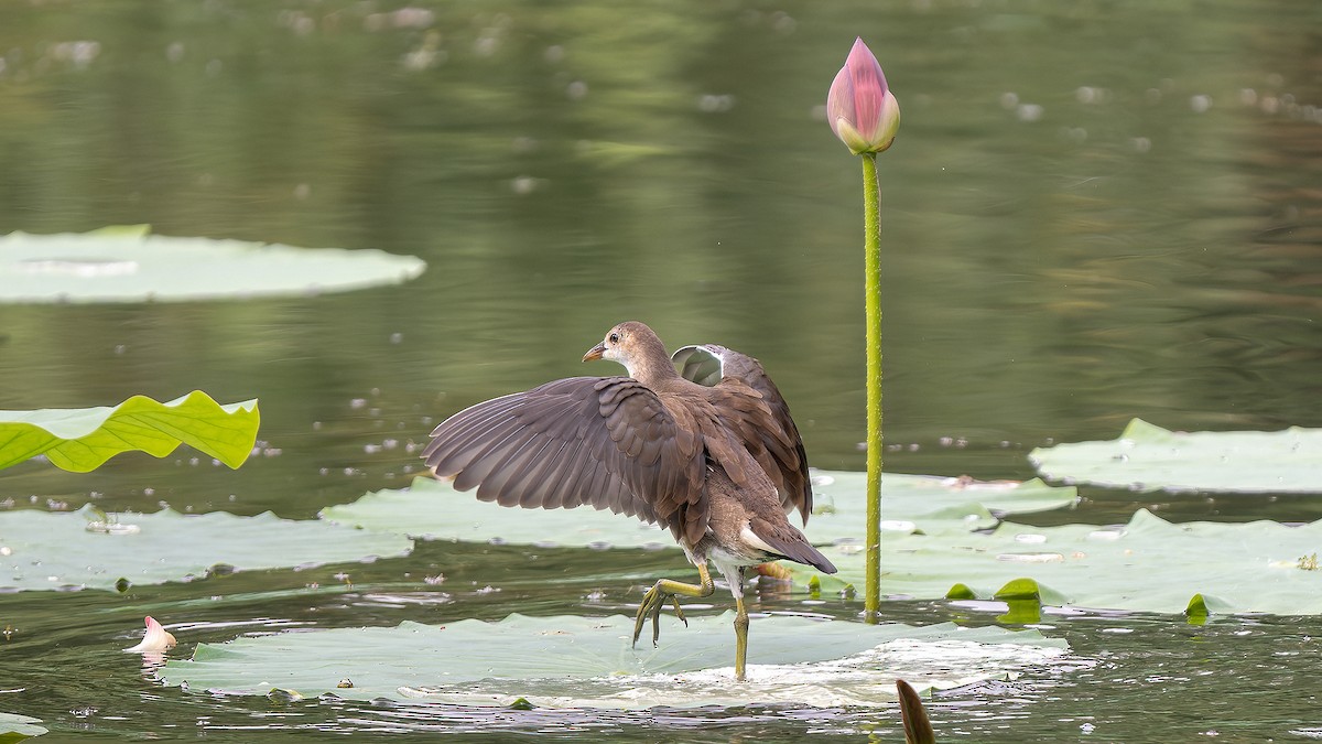 Eurasian Moorhen - ML624781274