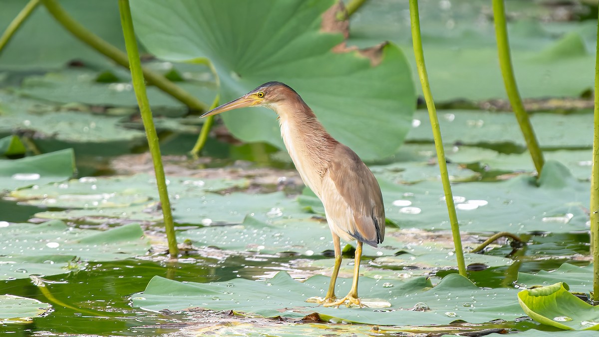 Yellow Bittern - ML624781279