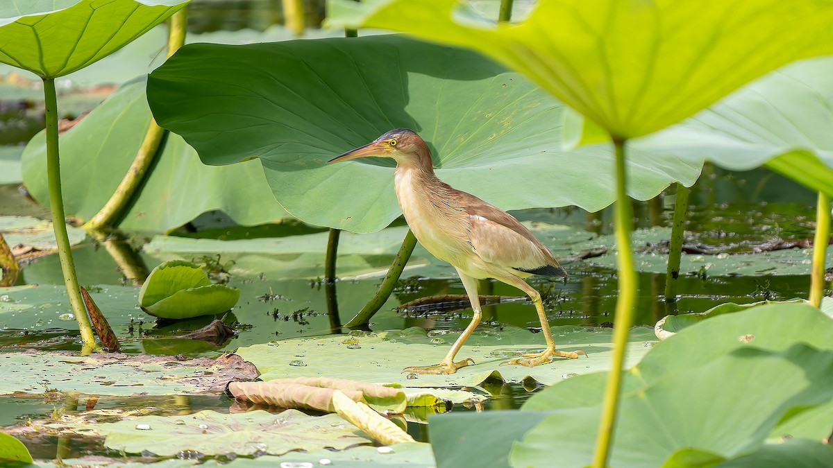 Yellow Bittern - ML624781280