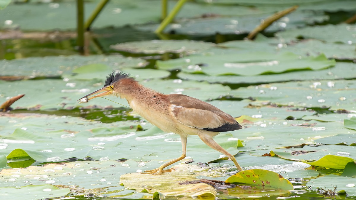 Yellow Bittern - ML624781281