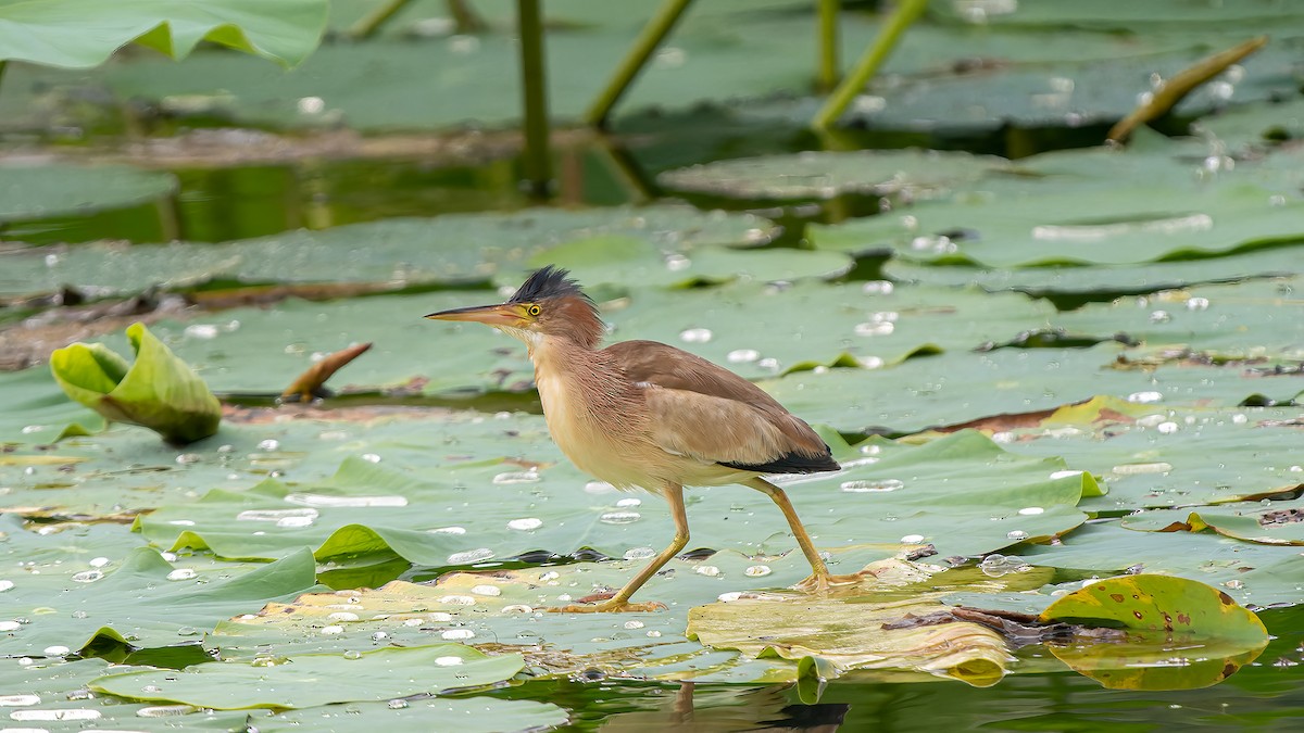 Yellow Bittern - ML624781282