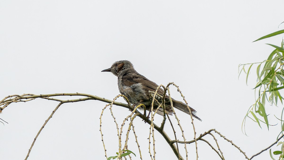 Brown-eared Bulbul - ML624781294