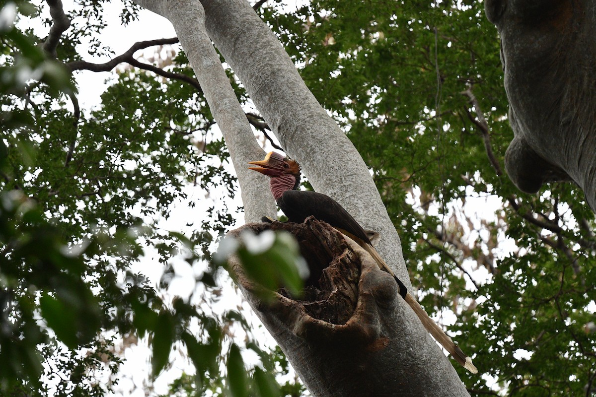 Helmeted Hornbill - ML624781364