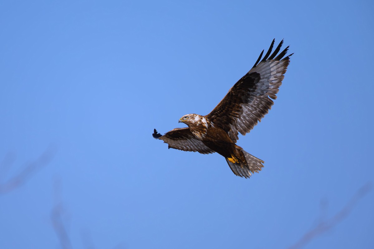 Upland Buzzard - ML624781555