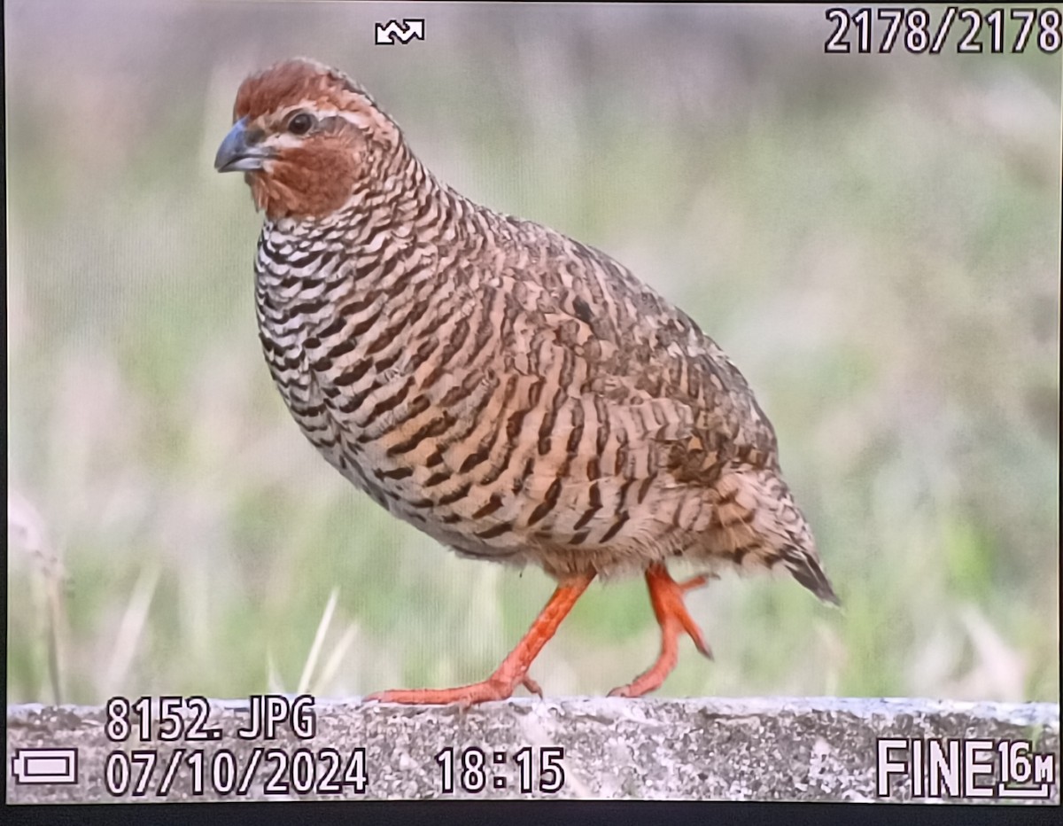 Rock Bush-Quail - ML624781619