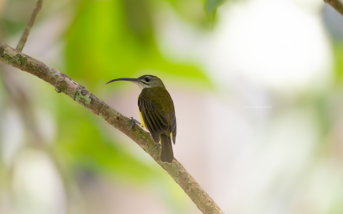 Little Spiderhunter - ML624781735