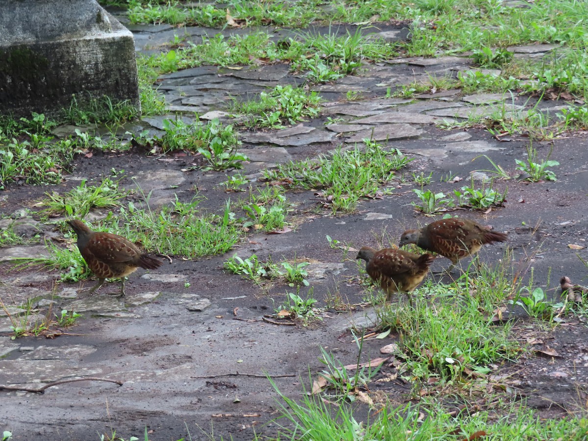 Taiwan Bamboo-Partridge - ML624781952