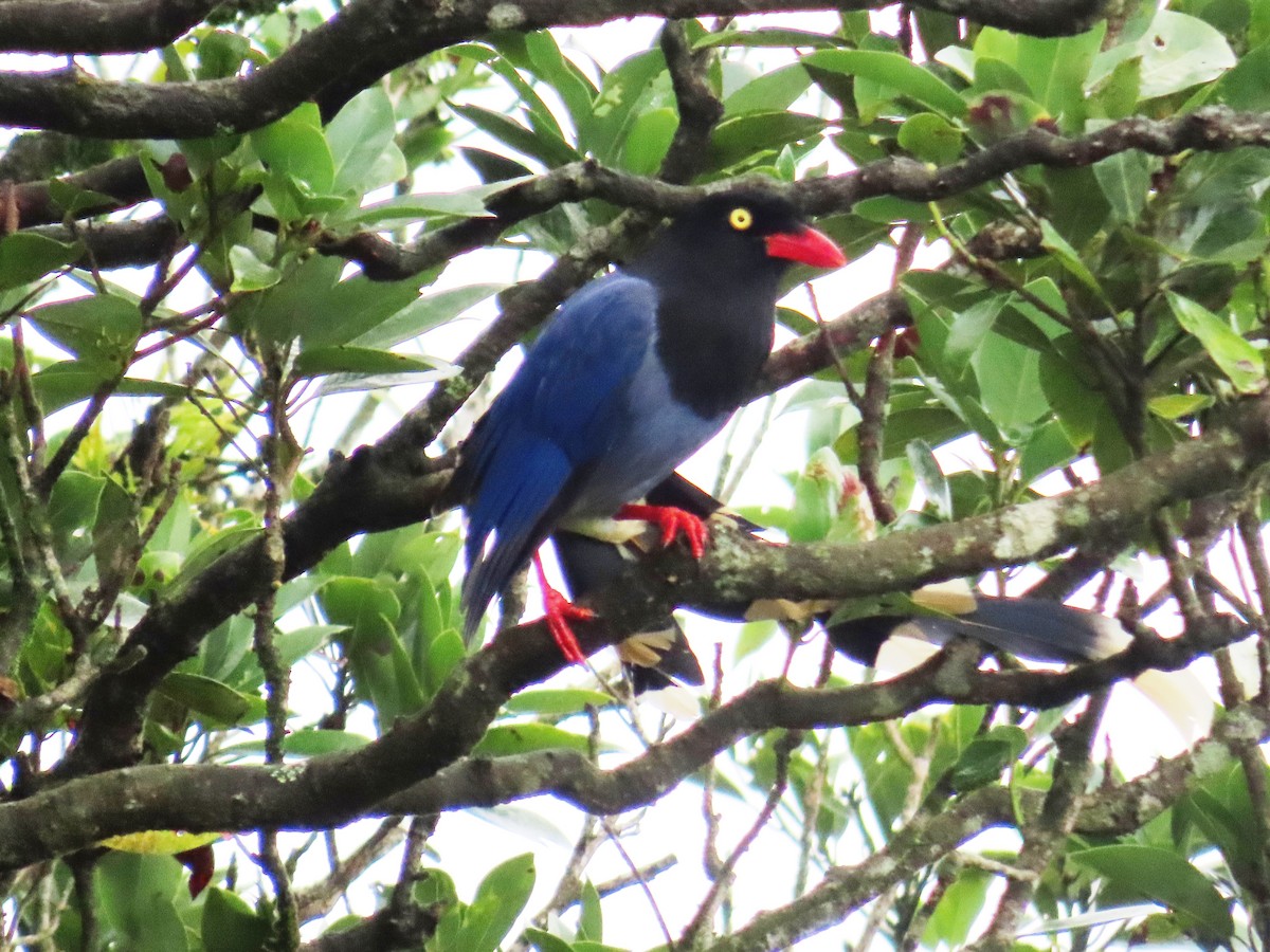 Taiwan Blue-Magpie - ML624781955