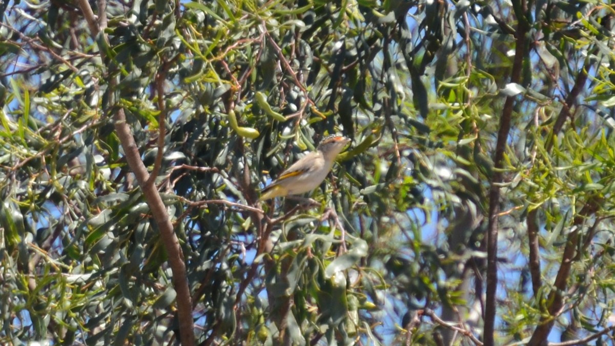 Red-browed Pardalote - ML624781969