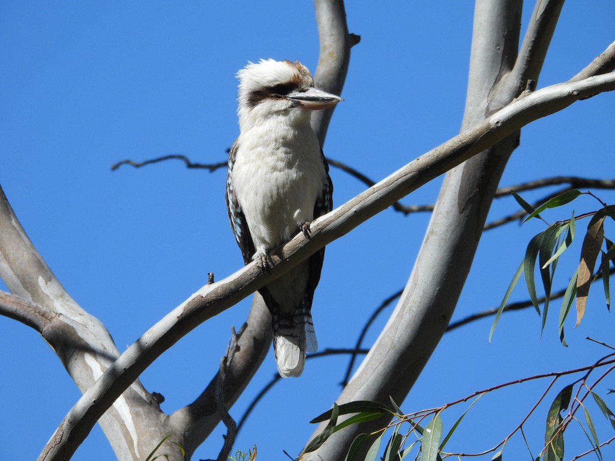 Laughing Kookaburra - ML624781979