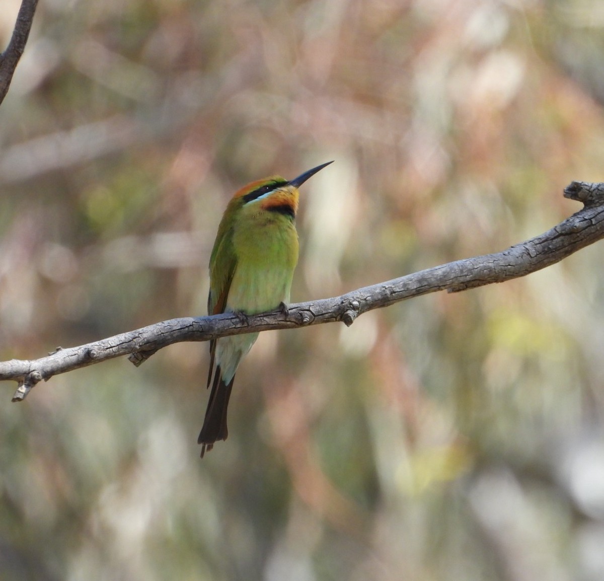Rainbow Bee-eater - ML624781981