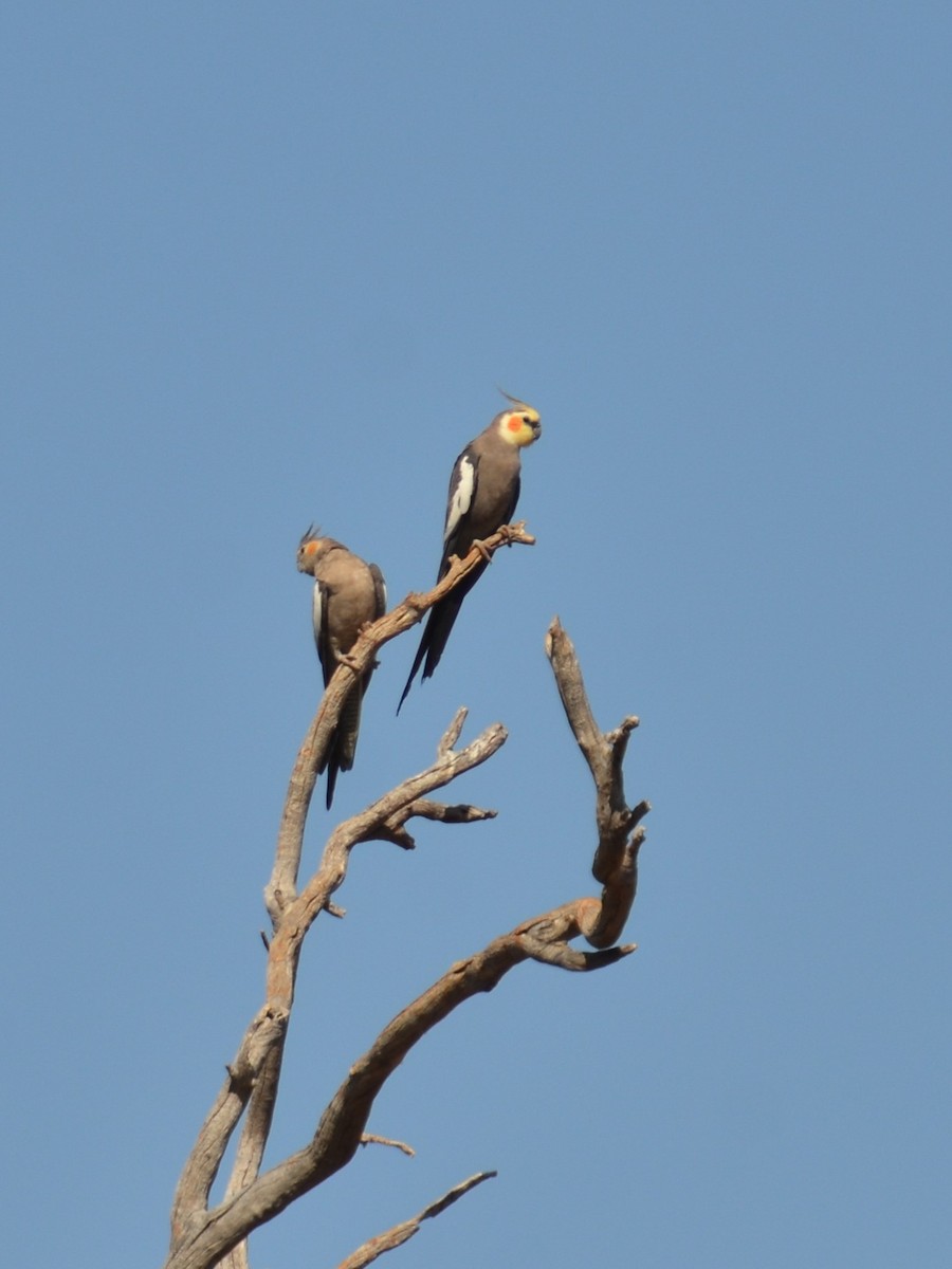 Cockatiel - ML624782006