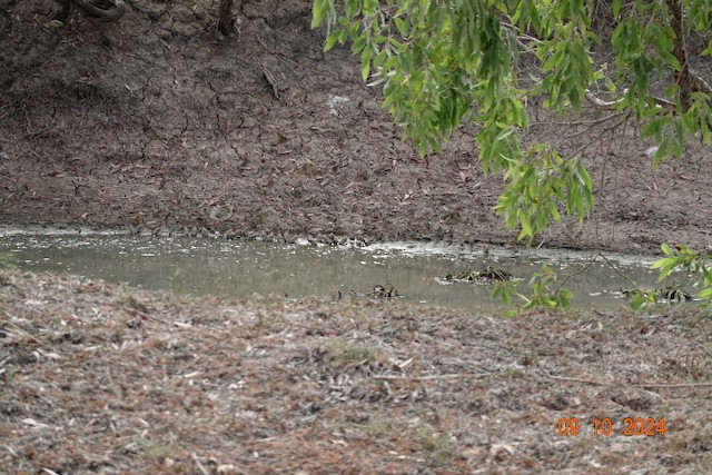 Star Finch - ML624782100