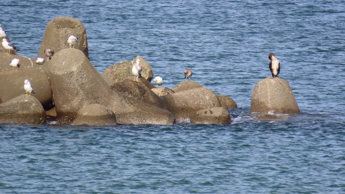 Japanese Cormorant - ML624782222