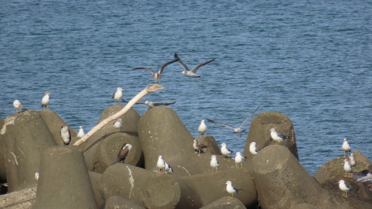 Japanese Cormorant - ML624782223