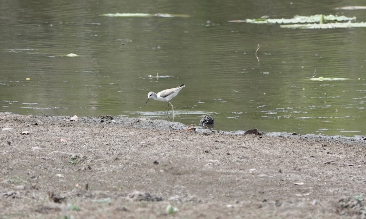 Marsh Sandpiper - ML624782372