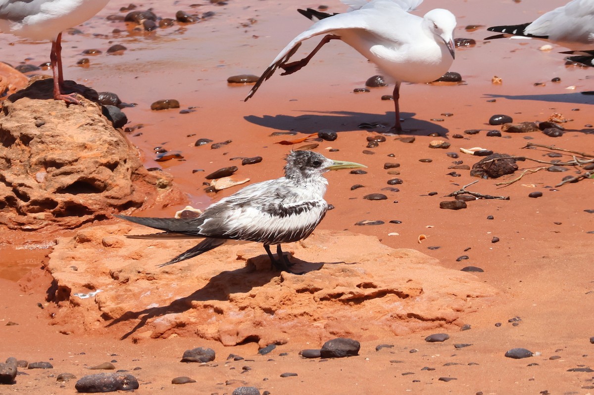 Great Crested Tern - ML624782499