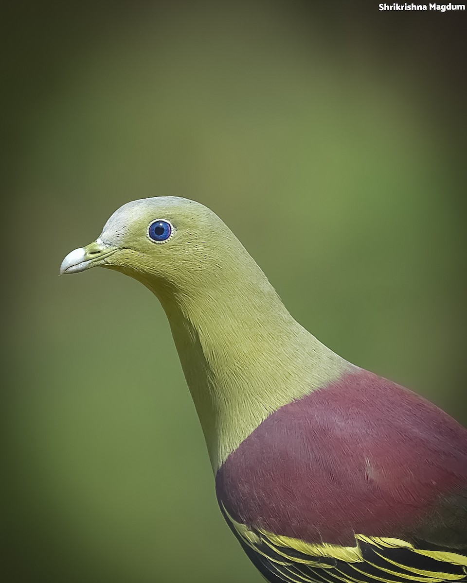 Gray-fronted Green-Pigeon - ML624782527