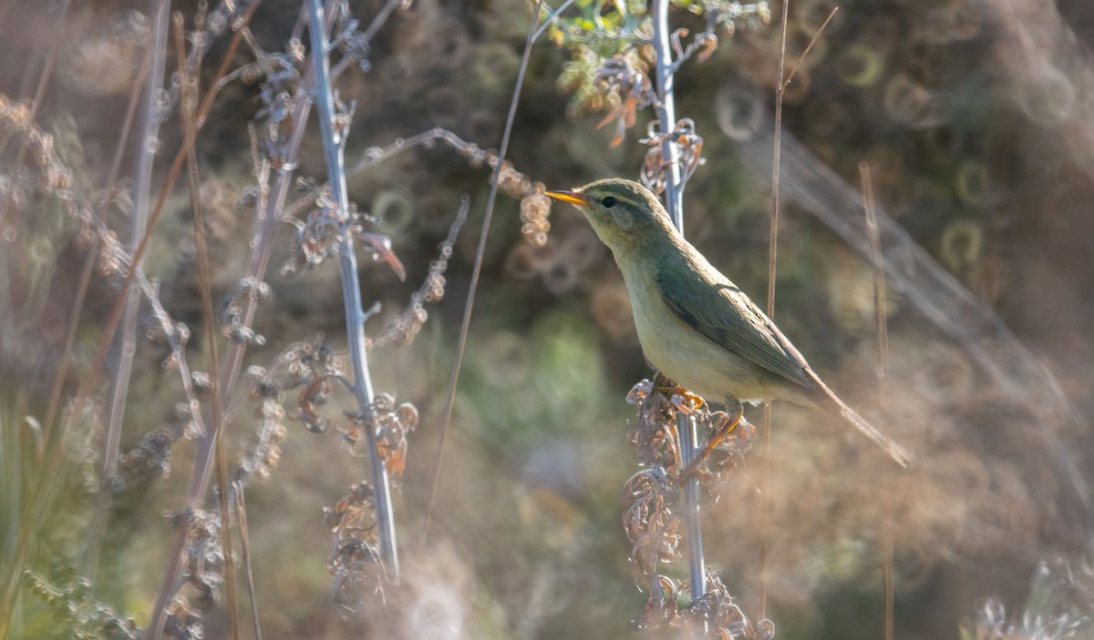 Willow Warbler - ML624782851