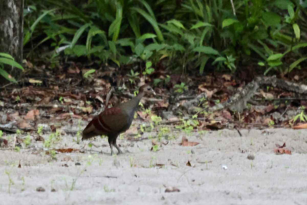 Moluccan Megapode - ML624782890