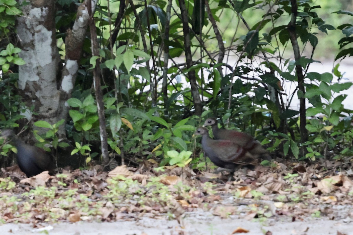 Moluccan Megapode - ML624782891