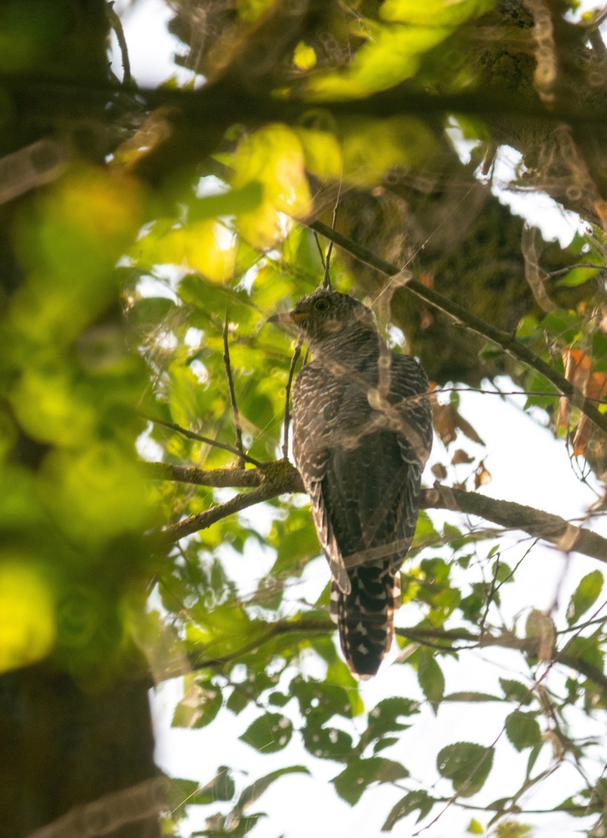 Common Cuckoo - ML624782982