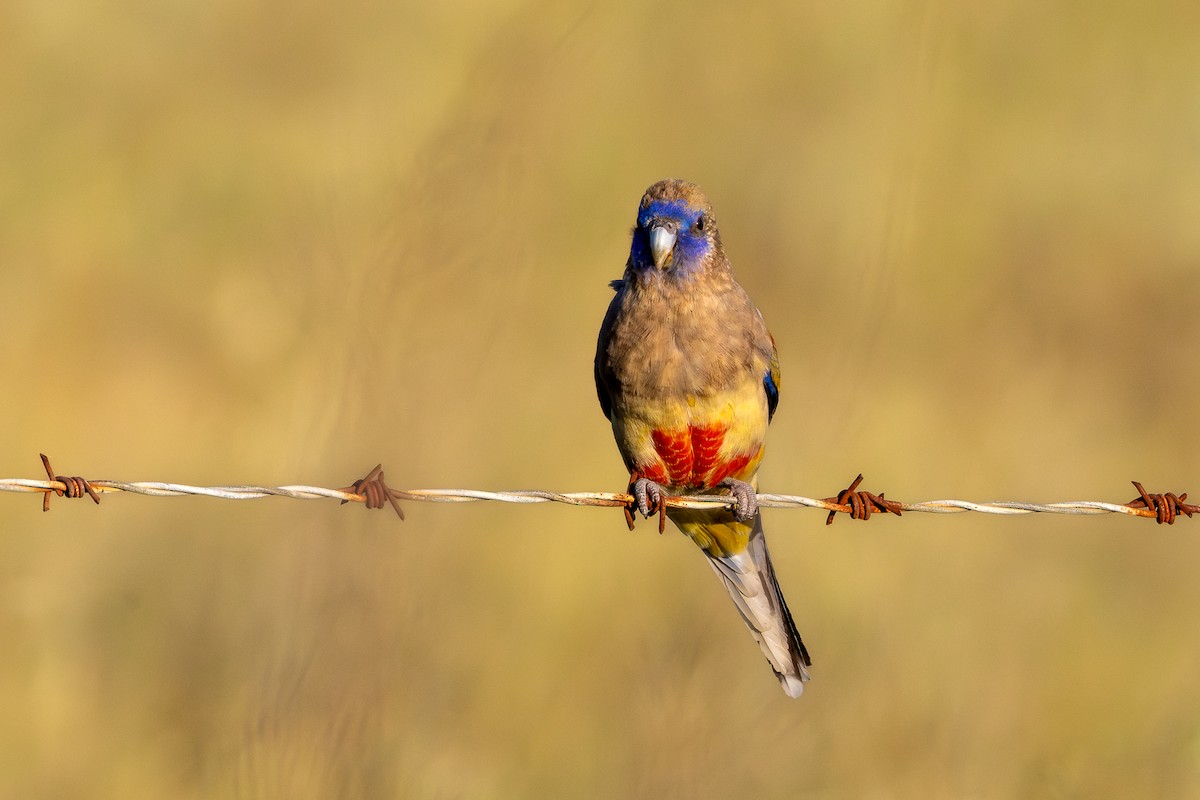 Greater Bluebonnet - ML624783029