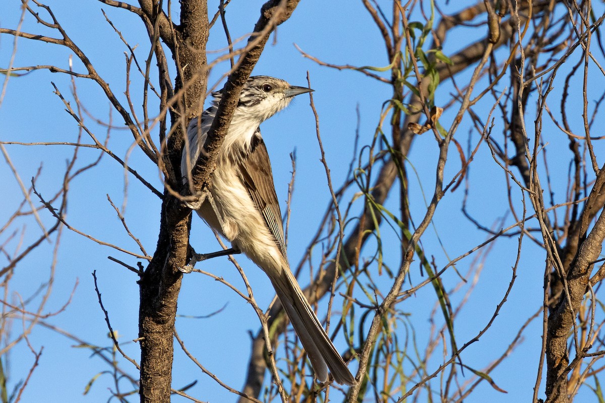 Striped Honeyeater - ML624783032