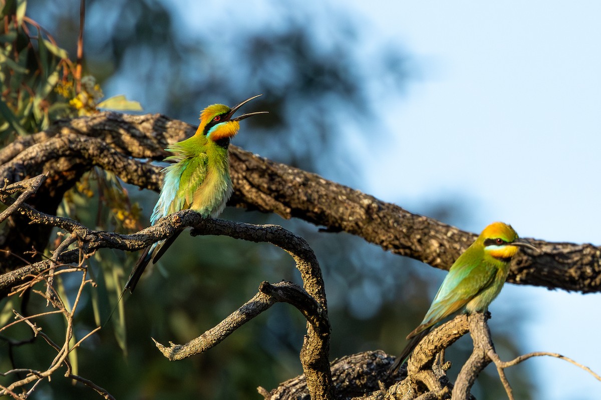 Rainbow Bee-eater - ML624783058