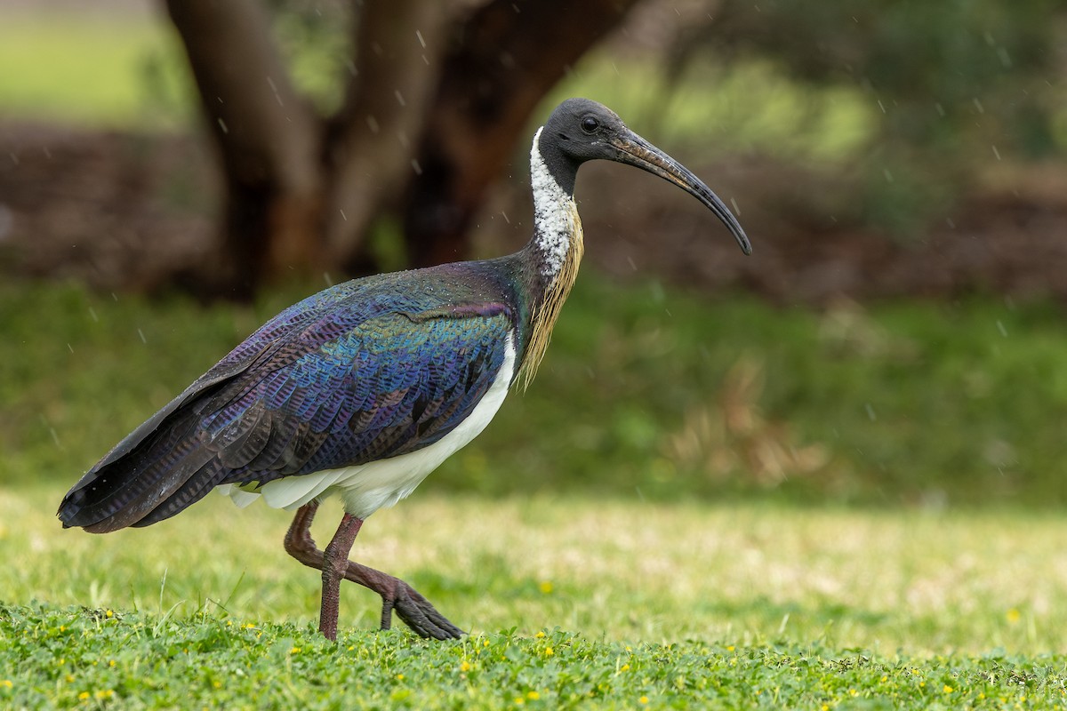 Straw-necked Ibis - ML624783087