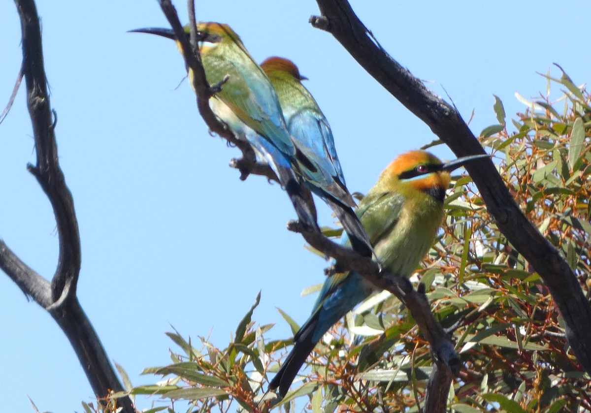 Rainbow Bee-eater - ML624783245