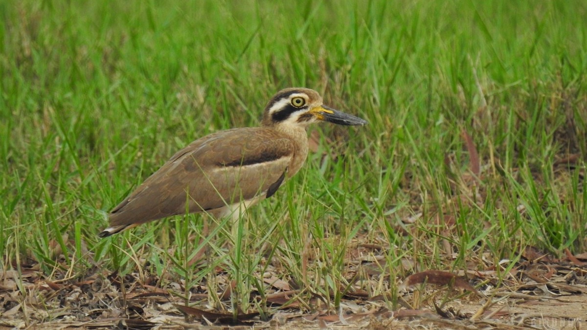 Great Thick-knee - ML624783336