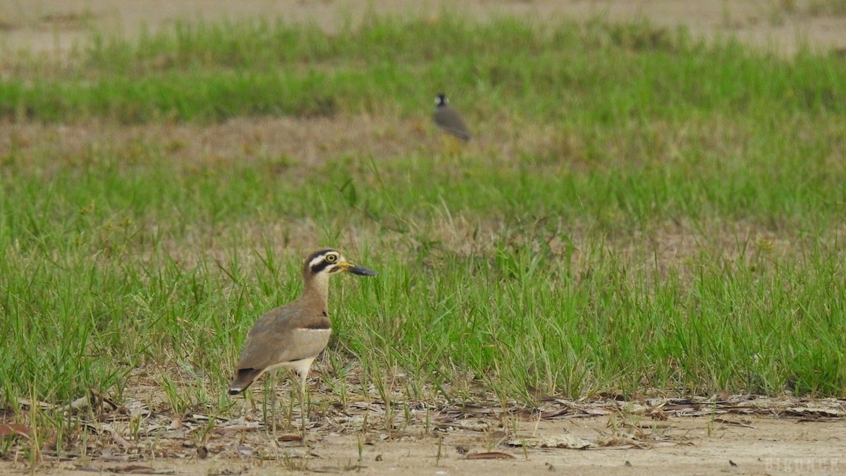 Great Thick-knee - ML624783346