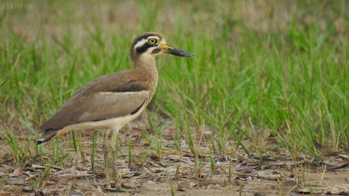 Great Thick-knee - ML624783347