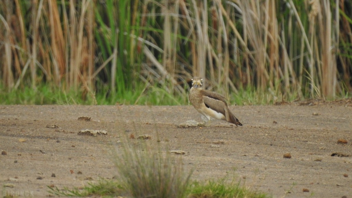 Great Thick-knee - ML624783348