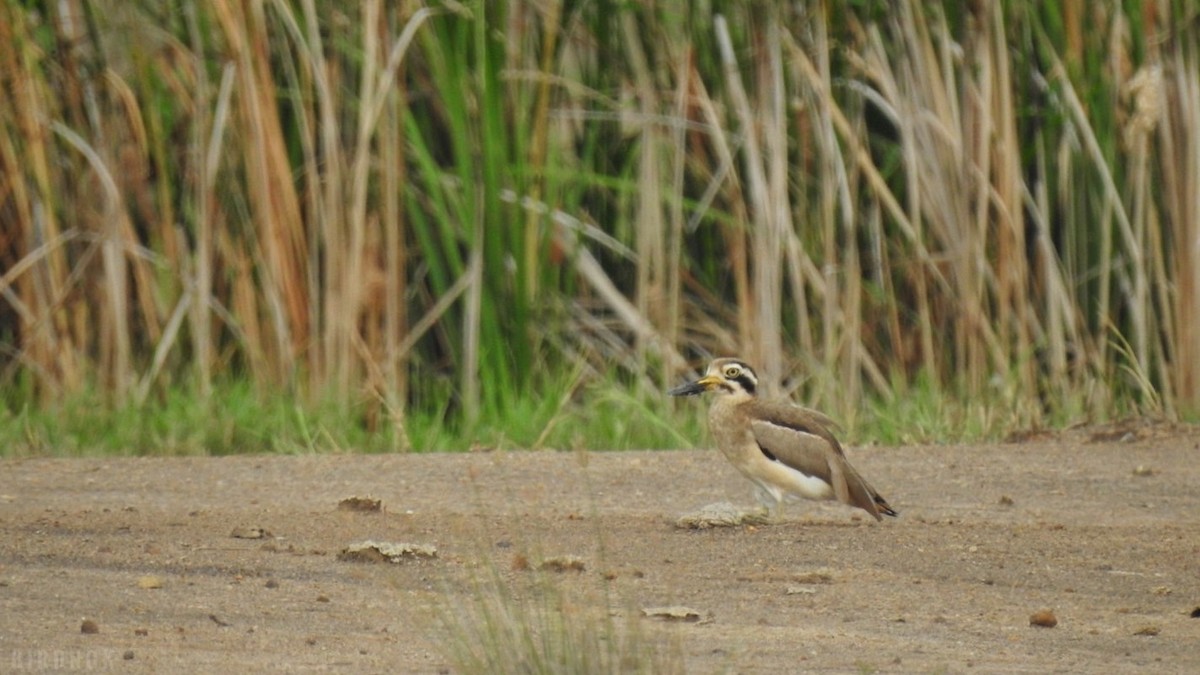 Great Thick-knee - ML624783349