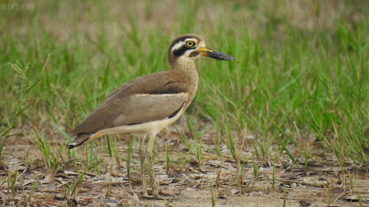 Great Thick-knee - ML624783350