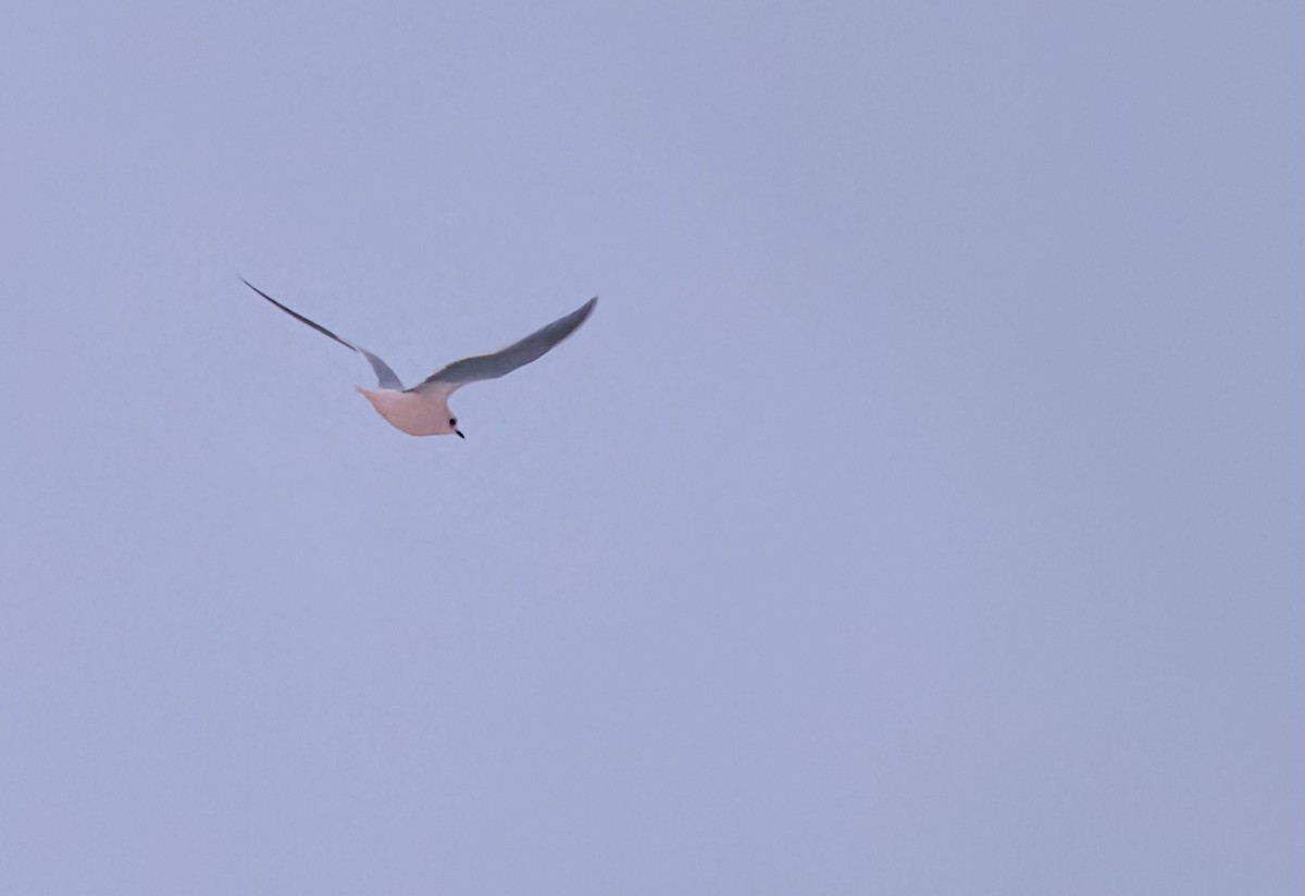 Ross's Gull - ML624783360