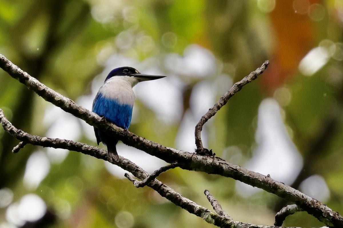 Lazuli Kingfisher - ML624783394