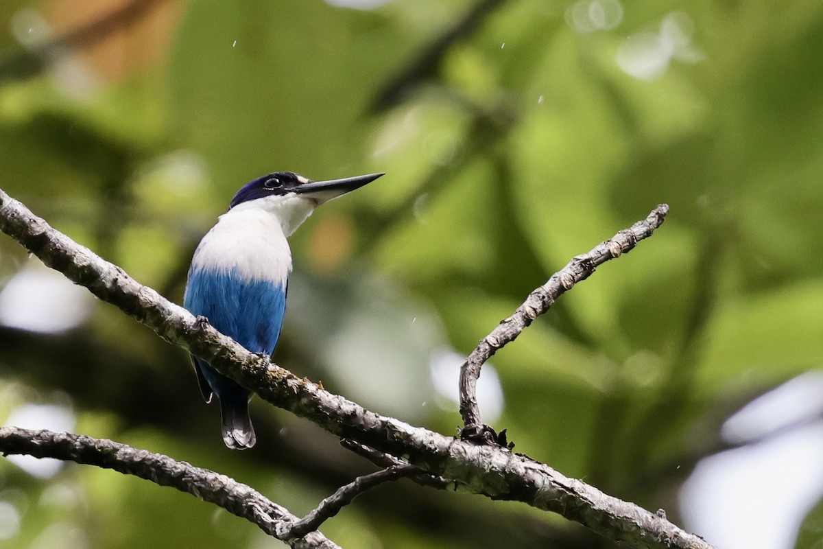 Lazuli Kingfisher - ML624783395