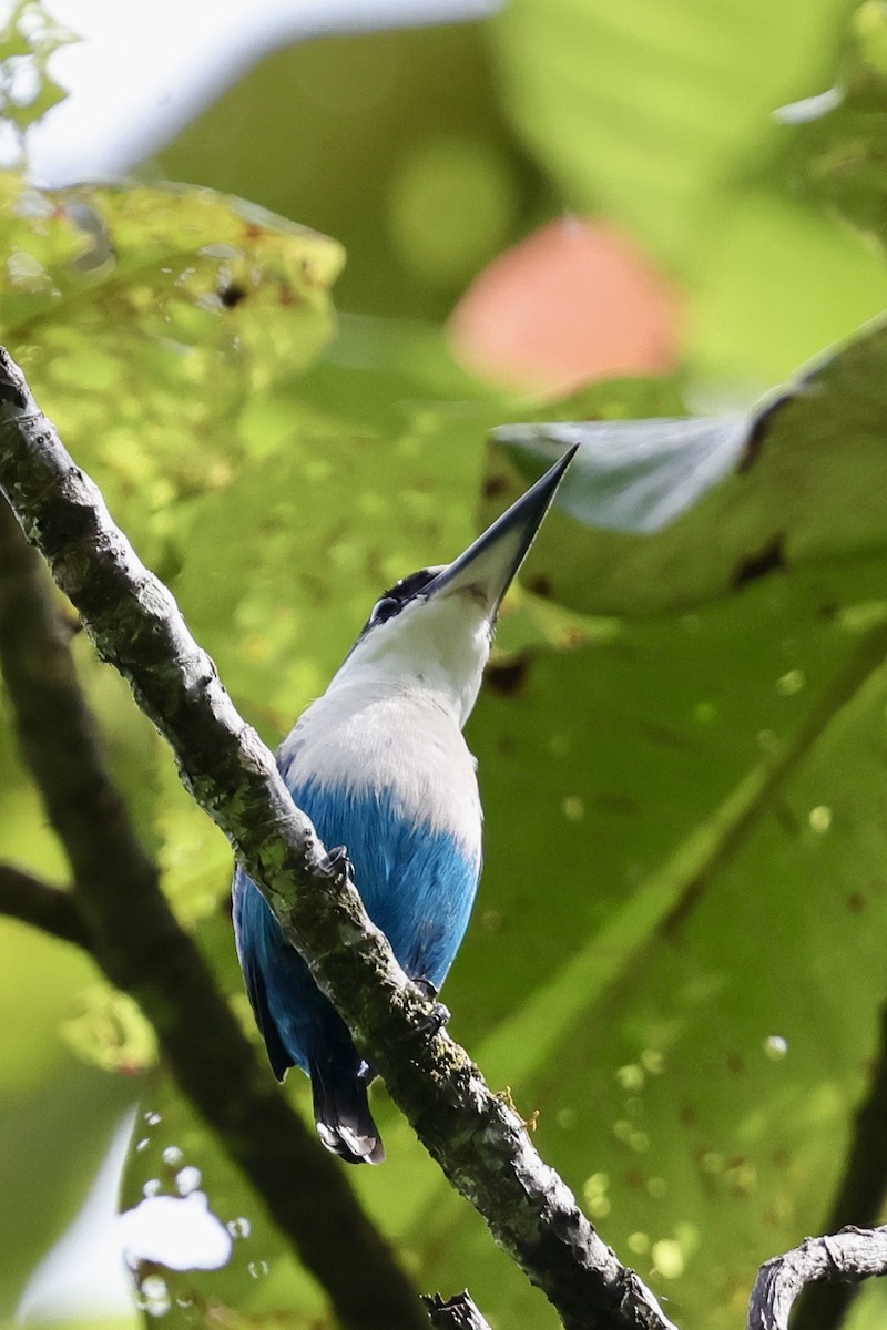 Lazuli Kingfisher - ML624783396