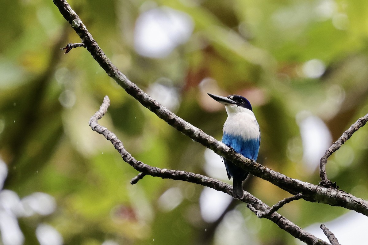 Lazuli Kingfisher - ML624783397