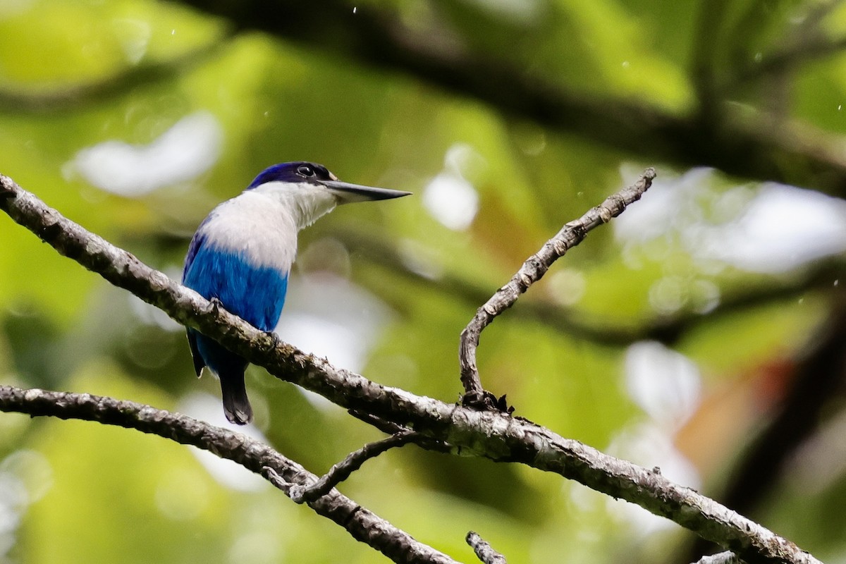 Lazuli Kingfisher - ML624783398