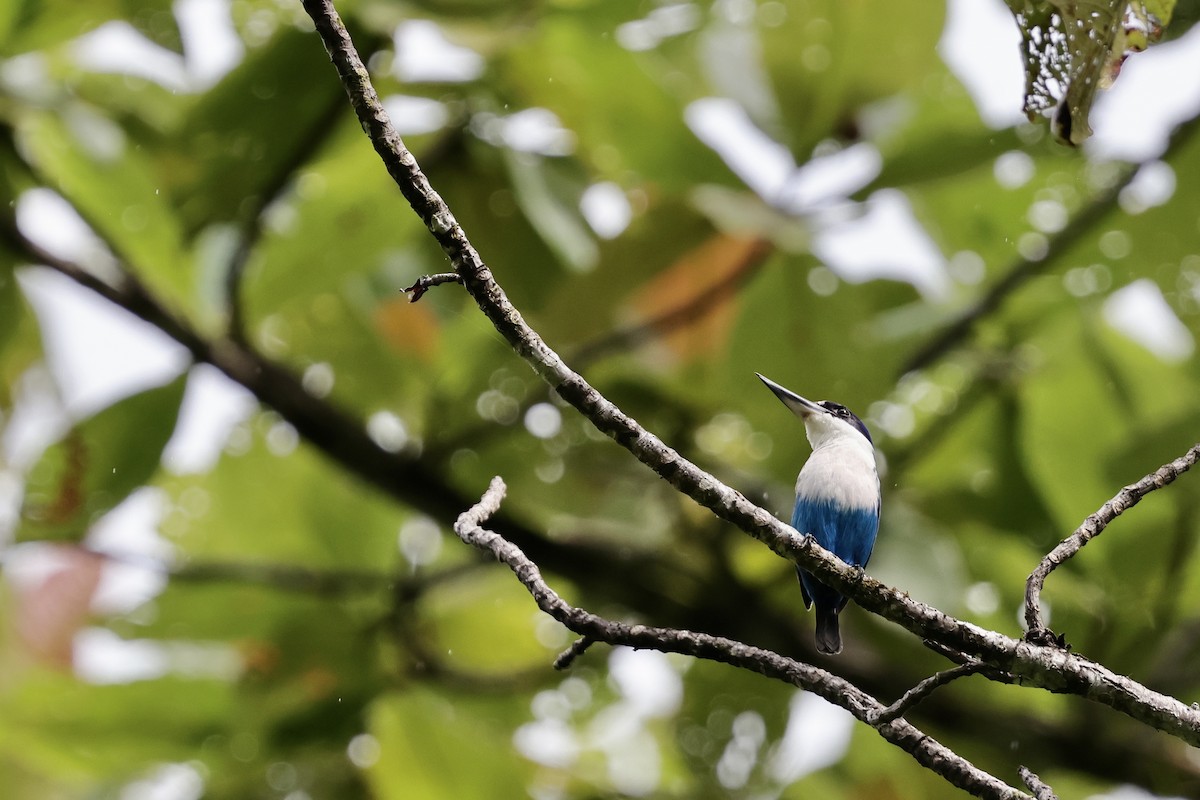 Lazuli Kingfisher - ML624783399