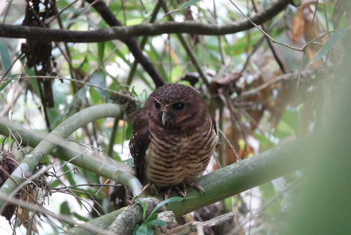 White-browed Owl - Matt Eade