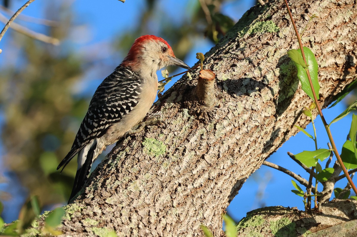 Red-bellied Woodpecker - ML624783557