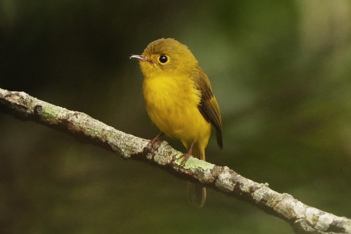 Gobemoustique canari - ML624783615